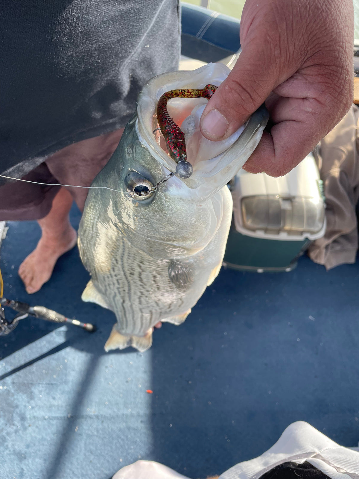3.25" Baby Trout With Built-In Tail Rattle