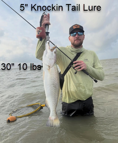 5" Morning Glory With Built-In Tail Rattle